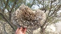 giant wild wasp larg nest