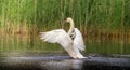 The giant wing span of the white Mute Swan