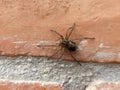 Giant wolf spider on brick wall