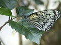 Giant Wood Nymph Butterfly on leaf Royalty Free Stock Photo