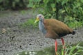 Giant wood rail