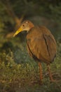 The Giant Wood-Rail Aramides ypecaha. Royalty Free Stock Photo