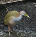 Giant Wood Rail, Aramides ypecaha in marsh Royalty Free Stock Photo