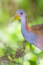 A giant wood-rail portrait. Closeup view at eye level