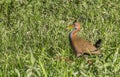 Giant wood-rail in the wetlands of esteros del ibera