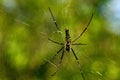 Giant Wood Spider Royalty Free Stock Photo