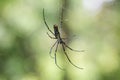 Giant Wood Spider Female