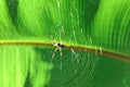 Giant wood spider - Nephila maculata / nephila pilipes Royalty Free Stock Photo