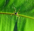 Giant wood spider - Nephila maculata / nephila pilipes Royalty Free Stock Photo