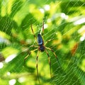 Giant wood spider - Nephila maculata / nephila pilipes Royalty Free Stock Photo