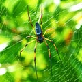 Giant wood spider - Nephila maculata / nephila pilipes Royalty Free Stock Photo