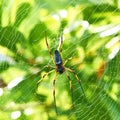 Giant wood spider - Nephila maculata / nephila pilipes Royalty Free Stock Photo