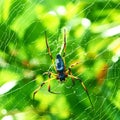 Giant wood spider - Nephila maculata / nephila pilipes Royalty Free Stock Photo
