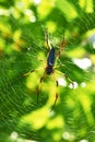 Giant wood spider - Nephila maculata / nephila pilipes Royalty Free Stock Photo