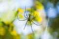 Giant Wood Spider Royalty Free Stock Photo