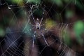 Giant Wood Spider Nephila Pilipes