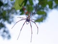 A giant wood spider Nephila pilipes/Giant Golden Orb Royalty Free Stock Photo