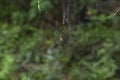 Giant Wood Spider Nephila pilipes  or northern golden orb weaver or giant golden orb weaver Royalty Free Stock Photo