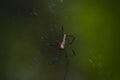 Giant Wood Spider Nephila pilipes Top Side  in the Web Royalty Free Stock Photo