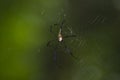 Giant Wood Spider Nephila pilipes in the Web Royalty Free Stock Photo