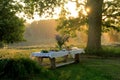 Giant wooden picnic table in scenic park with old trees, yellow sunset light. Royalty Free Stock Photo