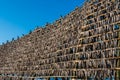 Giant wooden racks with tons of cod fish hanging in open sea air to dry and become skrei on the Lofoten islands in Norway on clear Royalty Free Stock Photo