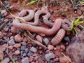 Giant worm Royalty Free Stock Photo