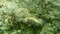 Giant wormshell or giant wormsnail Thylacodes arenarius and Scarlet coral Balanophyllia Balanophyllia europaea undersea