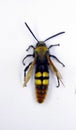 Giant yellow black wasp Megascolia maculata isolated on white. Heterocera. Collection insects.