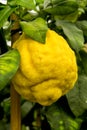 Giant yellow cedro cedar fruit - Citrus medica Royalty Free Stock Photo