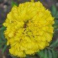 Yellow Marigold Annual Flower Blooming