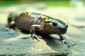 Giant Yellow Spotted Salamander Royalty Free Stock Photo