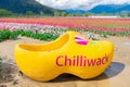 Giant yellow wooden clog for tourists to pose in at the Chilliwack Tulip Festival in Canada, on a real flower farm, with tulip Royalty Free Stock Photo