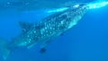 Whale shark, Cebu island, Filipino