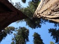 GIANTS SEQUOIAS