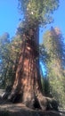 GIANTS SEQUOIAS