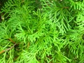 Giants Thuja green evergreen tree or Morpankhi is one of the five species of cedars. Arborvitae Green Giant. Royalty Free Stock Photo