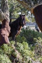 Giara wild Horse, spring in Sardinia HD Royalty Free Stock Photo
