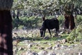 Giara wild Horse, spring in Sardinia HD Royalty Free Stock Photo
