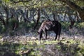 Giara wild Horse, spring in Sardinia HD Royalty Free Stock Photo