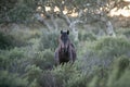 Giara wild Horse, spring in Sardinia HD Royalty Free Stock Photo