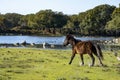Giara wild Horse, Spring in Sardinia HD Royalty Free Stock Photo