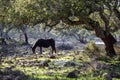 Giara wild Horse, spring in Sardinia HD Royalty Free Stock Photo