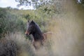 Giara wild Horse, spring in Sardinia HD Royalty Free Stock Photo