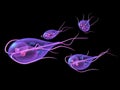 Giardia Royalty Free Stock Photo