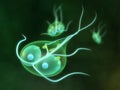 Giardia Royalty Free Stock Photo
