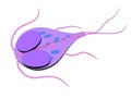 Giardia Royalty Free Stock Photo