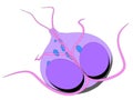 Giardia