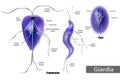 The structure of Giardia lamblia of Cyst and Trophozoite. Giardiasis