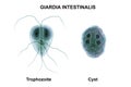 Giardia intestinalis protozoan Royalty Free Stock Photo